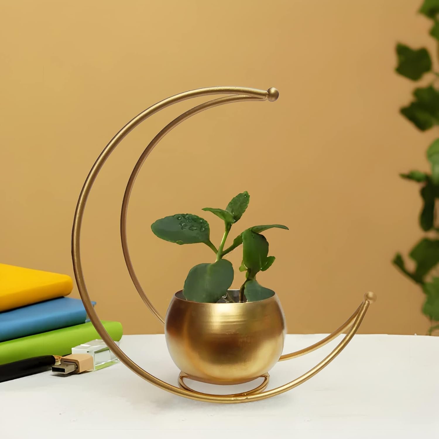 A SMALL MOON PLANT HOLDER FOR DESK TOP